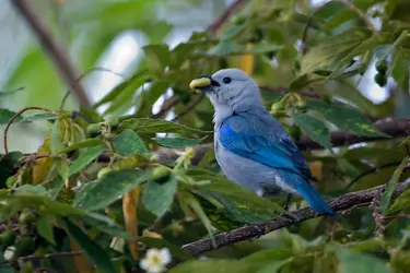 blue_gray_tanager_1 (9).webp