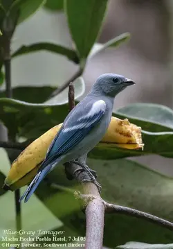 blue_gray_tanager_1 (10).webp