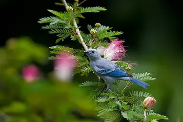 blue_gray_tanager_1 (11).webp