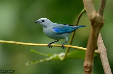 blue_gray_tanager_1 (12).webp