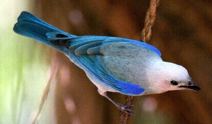 blue_gray_tanager_1 (13).webp