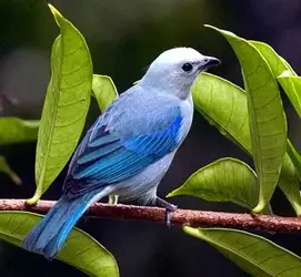 blue_gray_tanager_1 (16).webp