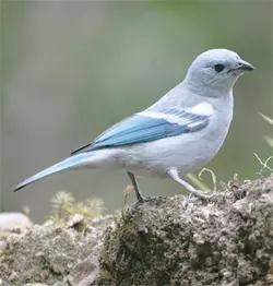 blue_gray_tanager_1 (15).webp