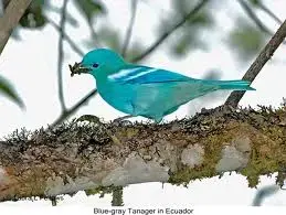 blue_gray_tanager_1 (18).webp