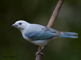 blue_gray_tanager_1 (17).webp