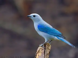 blue_gray_tanager_1.webp