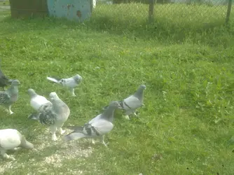 Photo-0237.webp