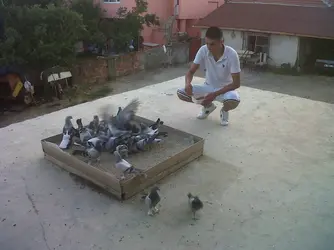 IMG00238-20120721-2019.webp