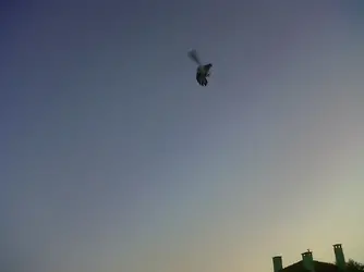 IMG00243-20120721-2020.webp