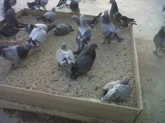 IMG00251-20120721-2023.webp