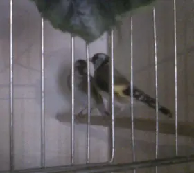 IMG01453-20120310-1012.webp