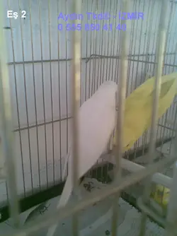 Ress003.webp