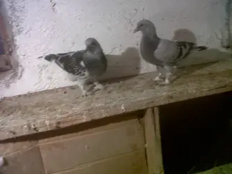 IMG00427-20121003-2119.webp