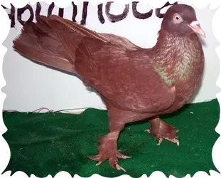 cakal.webp