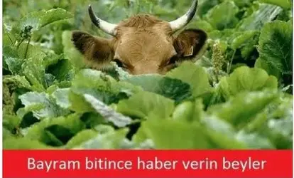 inek bayram.webp