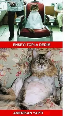 kedi amerka.webp