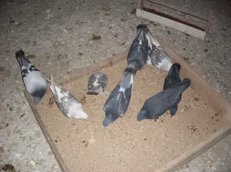 Taş yerken.webp