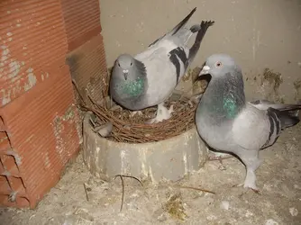 Takım Maviler.webp