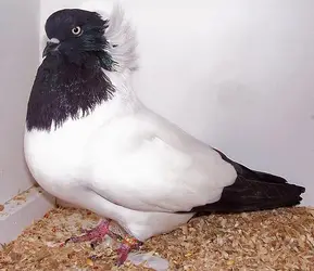 693px-Nun_pigeon.webp