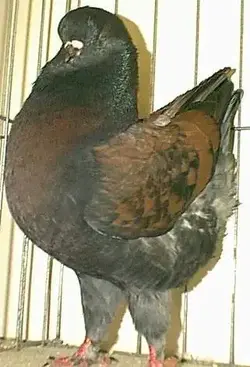 bronzecock606.webp