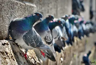 pigeons on the wall - wallpaper.webp