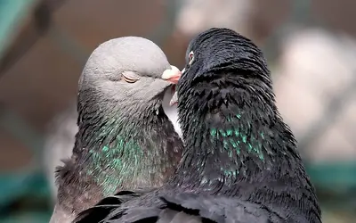 pigeons_kiss_wallpaper.webp