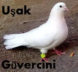 b-811371-Uşak_Yerli_Irk_Yüksek_Uçucu_Güvercinleri.webp