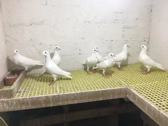 59274 59274