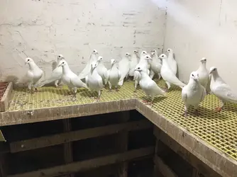 59277 59277