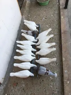 59279 59279