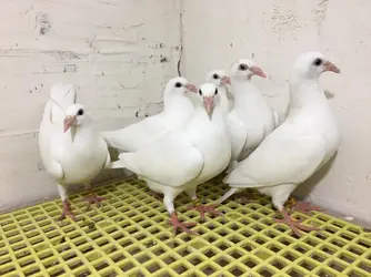 59280 59280