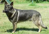 germanshepherd_gauf2[1].webp