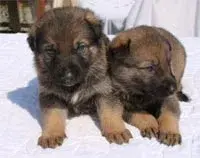 germanshepherd_gauf[1].webp