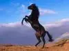 Horses.webp