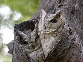 Collared-Scops-Owls(Otus-bakkamoena).webp