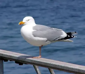 690px-Larus_argentatus_ad.webp