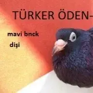 turkeroden