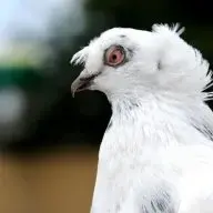 Ottaman_Pigeons