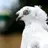 Ottaman_Pigeons